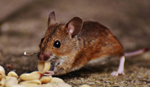 24 Hour & Emergency Exterminators in Blakely Island, WA